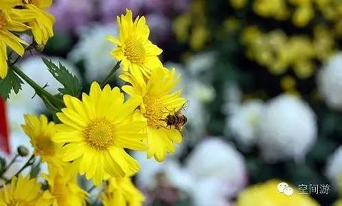 阳台向西种点什么,朝西阳台什么植物好养活