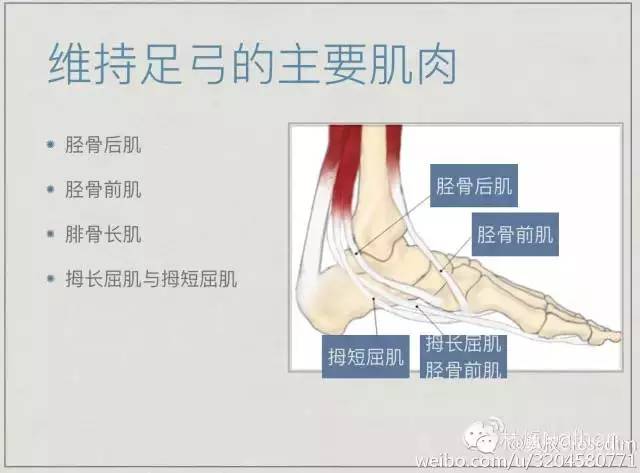 扁平足矫正训练法,扁平足物理治疗能不能恢复足弓
