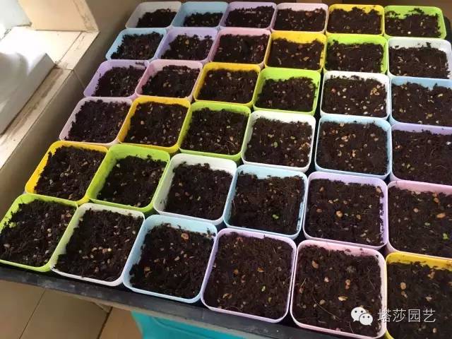 Miigi的罗勒种植、烹饪攻略！