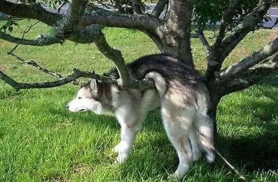 狗狗太贪玩怎么办,狗狗贪玩不进笼子怎么处理