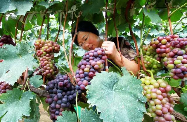 羊亭附近景点攻略,羊亭有什么玩的地方