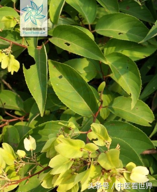 千古毒药，华丽转身为现代治疗类风湿、肾病、肿瘤的良药！