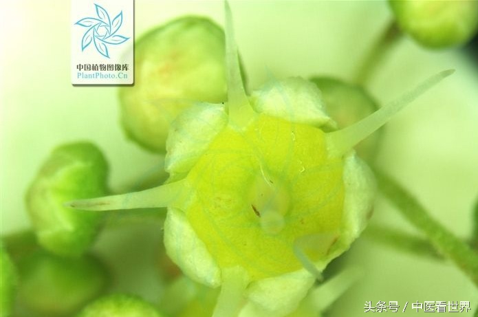 水莽草毒性成分,水莽草雷公藤