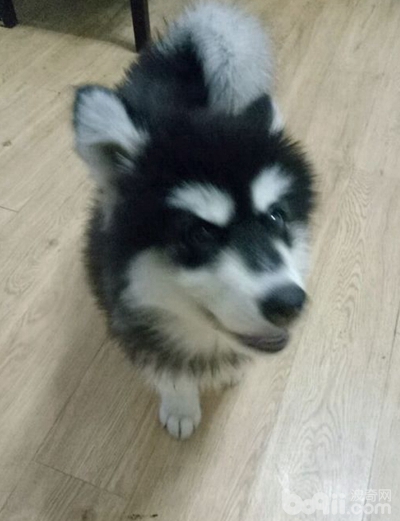 阿拉斯加狗瘟可以自愈吗,阿拉斯加得了狗瘟怎么办