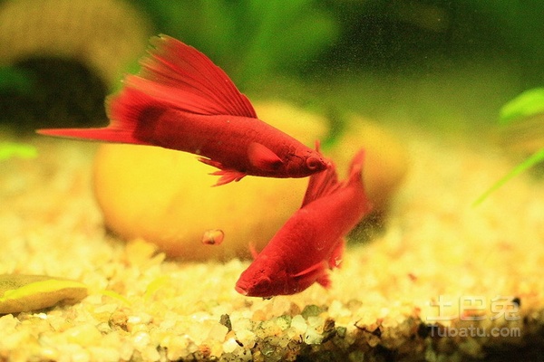 热带小鱼怎么养殖的,热带微型鱼怎么养