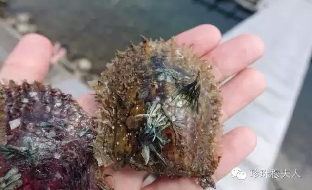 百天百问之第60天：日本Akoya珍珠到底有多好？