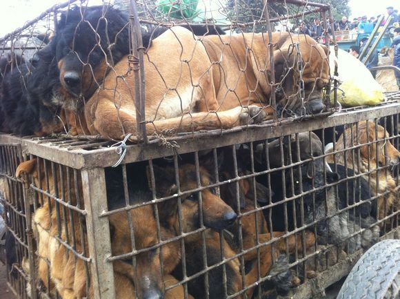 宠物狗市场黑话,宠物市场的狗到底能不能买