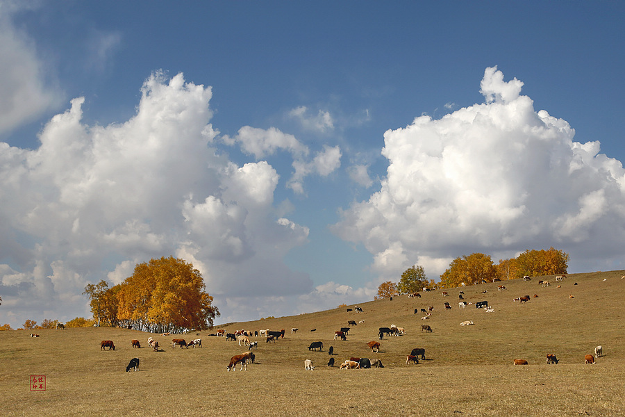 坝上草原雪景航拍,坝上草原秋景美图