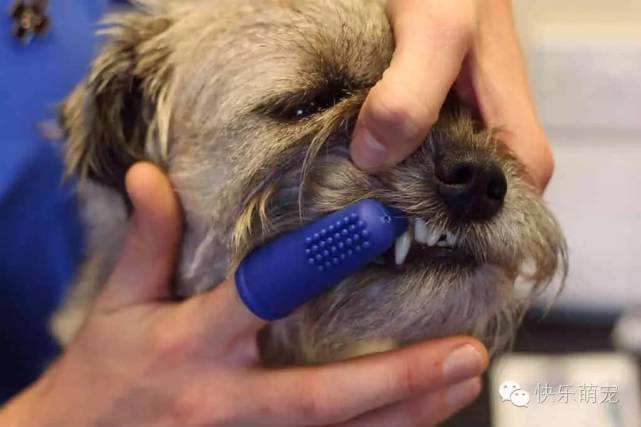 狗狗牙齿发黄怎么去除,狗狗牙齿黄怎么办