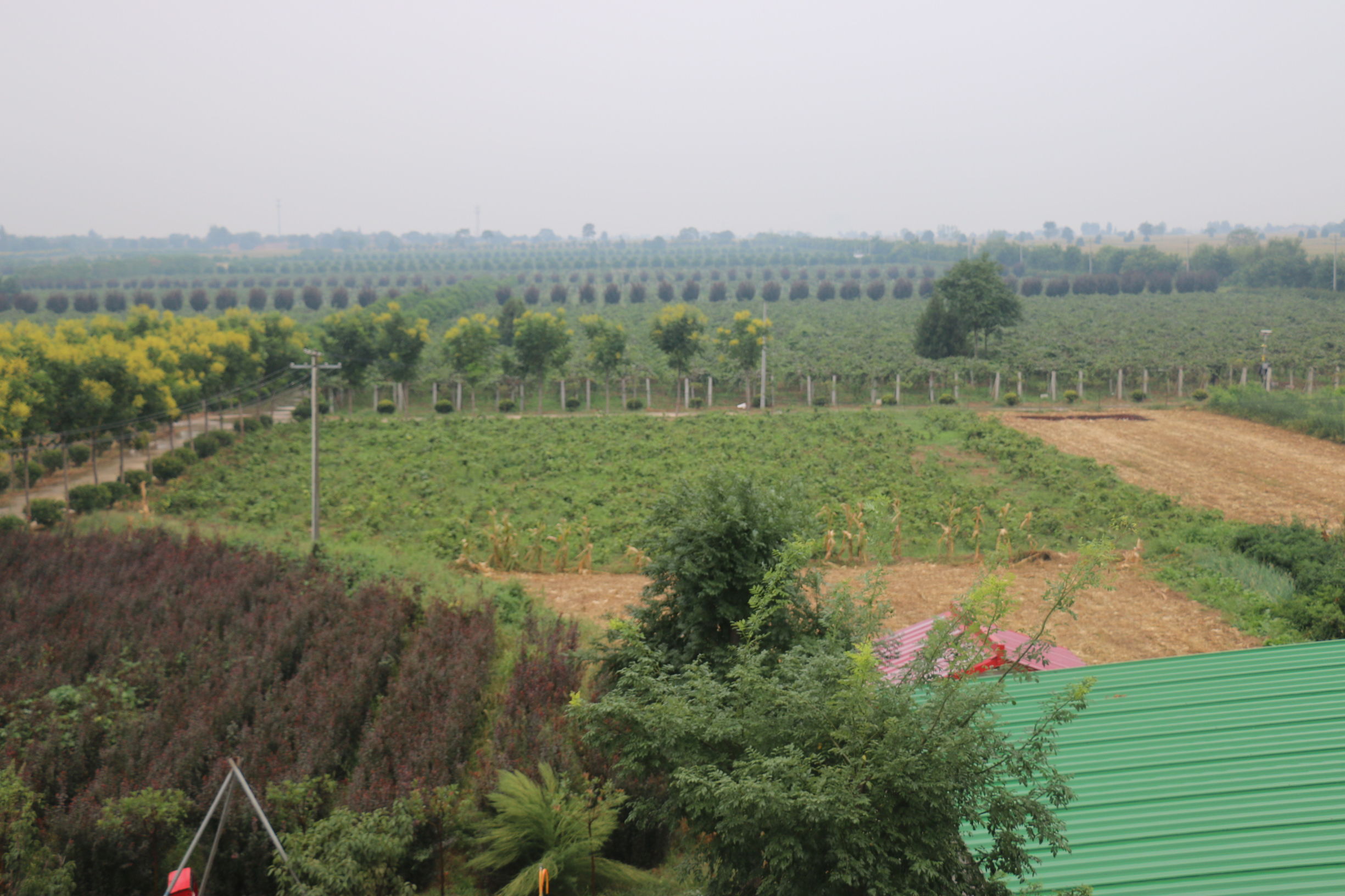 陕西眉县猕猴桃与山东博山猕猴桃,陕西眉县晨曦猕猴桃种植