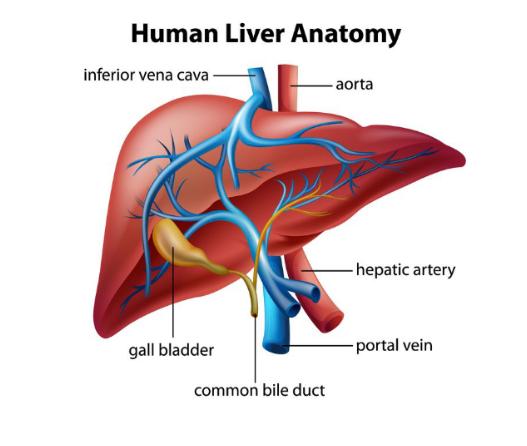 吃卵磷脂的好处和坏处是什么 (药用卵磷脂和保健卵磷脂有啥区别)