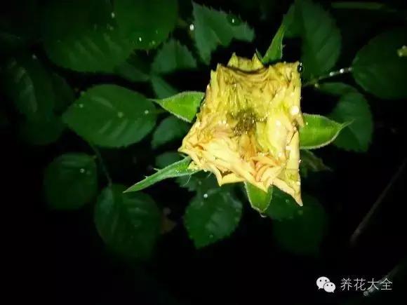 冰淇淋月季快开花的样子 (夏花标准的月季)