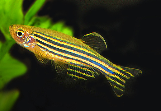 斑马鱼的养殖方法和注意事项,小观赏鱼斑马鱼怎么养好