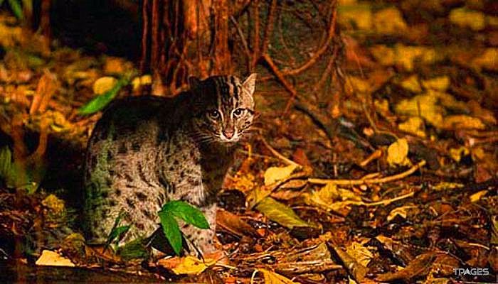 新加坡夜间野生动物园照片,新加坡夜间野生动物园攻略