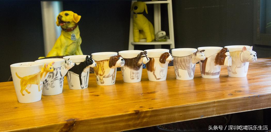 一千平室外宠物乐园,拥有数百只流浪猫的猫咪公园