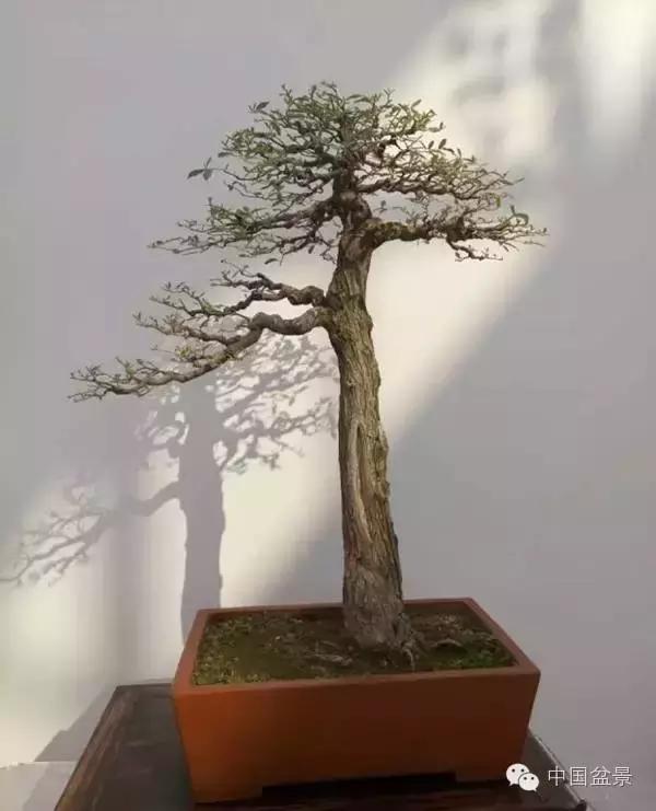 红子刺树桩盆景大全,曲杆式树桩盆景图片