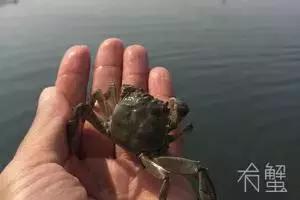 阳澄湖大闸蟹的未解之谜,阳澄湖大闸蟹怎么保证不死