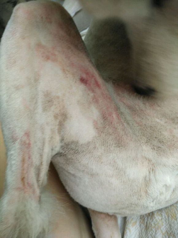 在诸暨市捡到一只萨摩耶,捡了一只萨摩耶怎么看有没有病