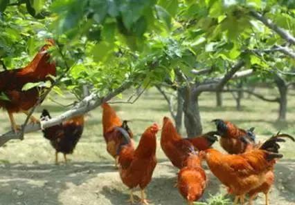 种养结合养鸡场,种养结合养鸡模式是什么