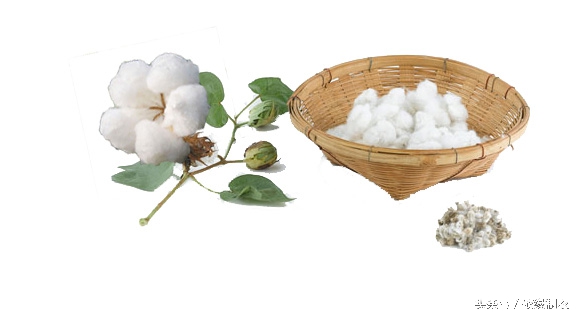 涤棉和纯棉工作服哪种好,纯棉工作服定做多少钱