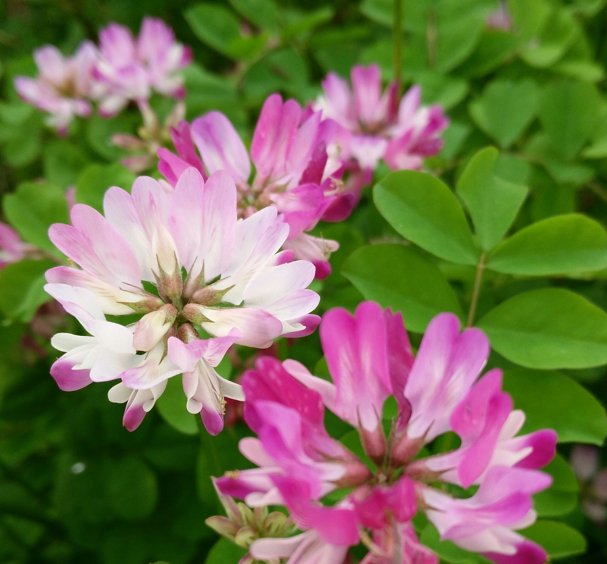 有哪些好听的花儿,好看花儿的名字有哪些