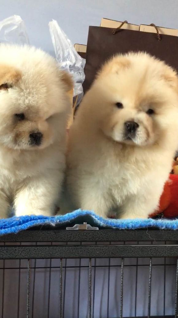 冬瓜南瓜！我家有一对松狮小活宝~