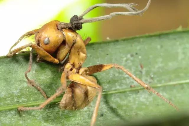 《釜山行》里的丧尸,现实中会出现吗?