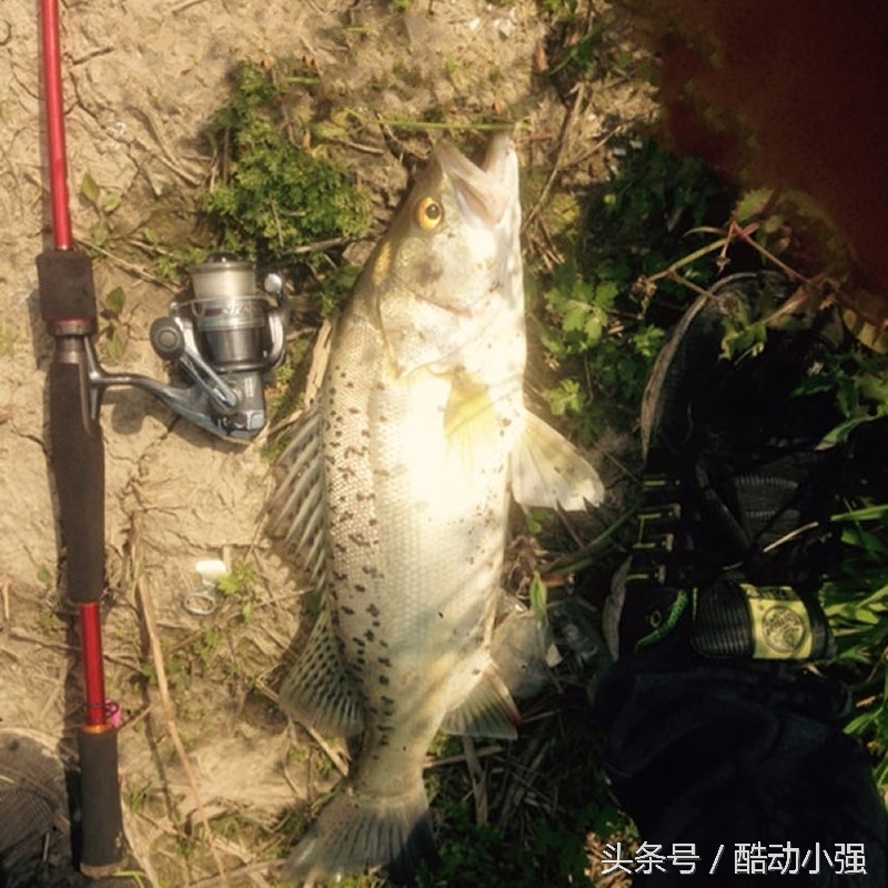 路亚鱼竿新手入门装备,路亚新手入门装备搭配工具