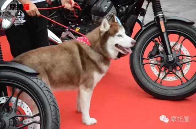 意大利的文艺绅士，屋君试驾GuzziV7Ⅱ