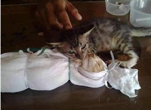 猫咪犯错关禁闭挨饿,猫咪吃了个罐头后很乖