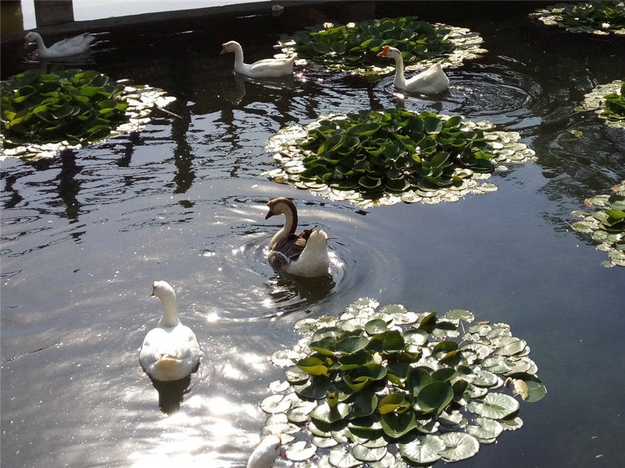 魅蓝明年旗舰,魅蓝系列排行