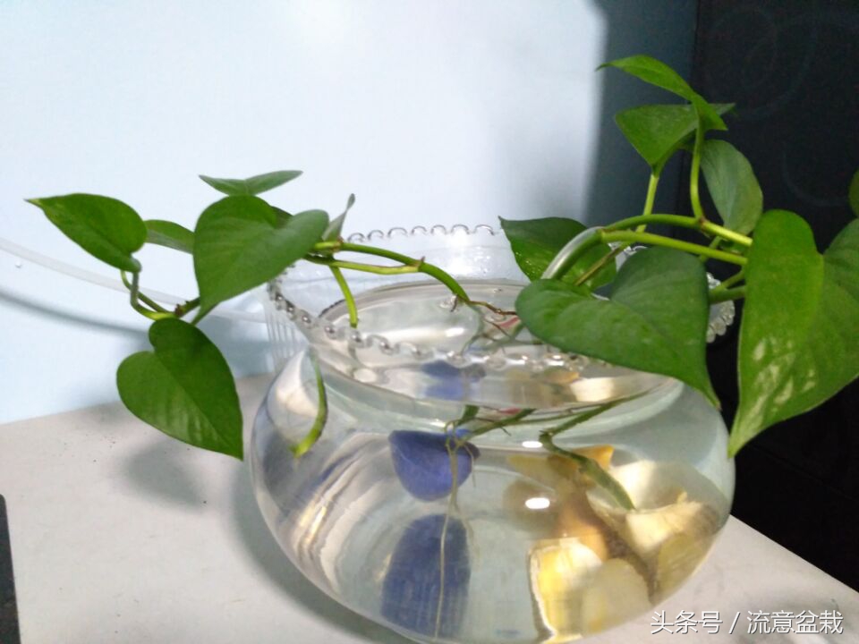 水培绿萝怎么培养出根,水培绿萝发根后怎么栽种