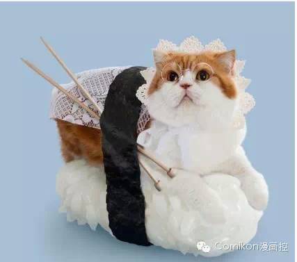 可爱猫咪戴着发箍,可爱的猫咪发箍