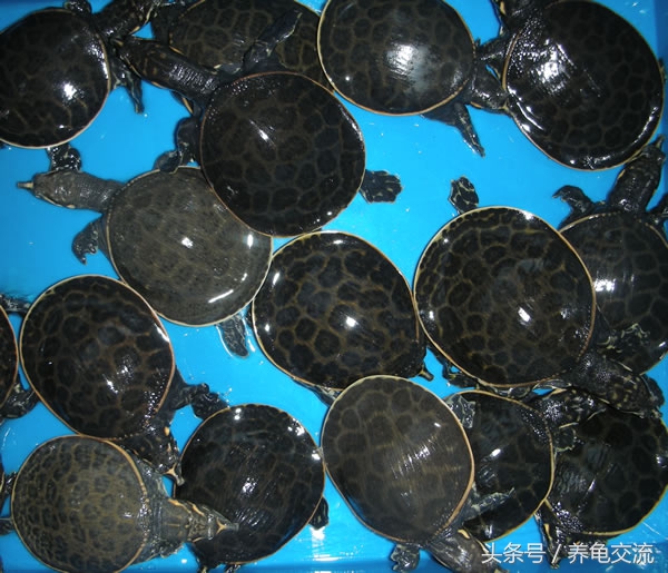 珍珠鳖养殖公司,美国珍珠鳖养殖视频