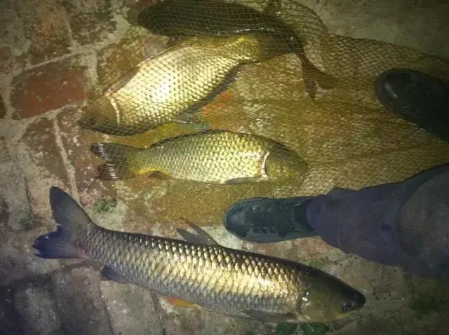 呼叫苞米、苞米、苞米......上大鱼啦~