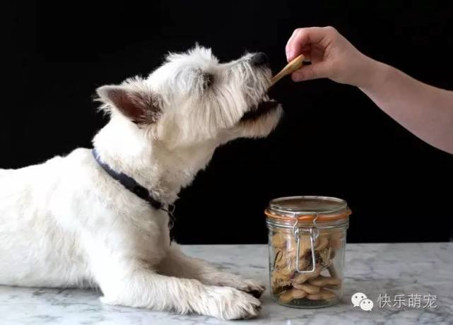 狗狗牙齿发黄怎么去除,狗狗牙齿黄怎么办