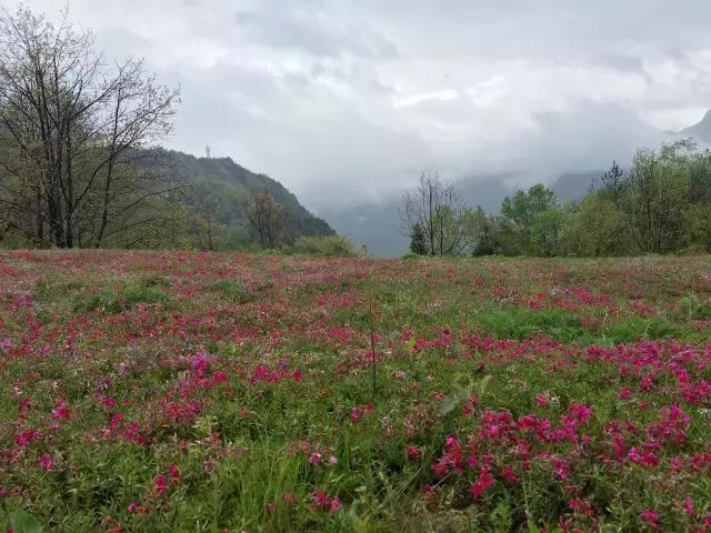 摄制组动态|卢火神附子炮制老官山墓