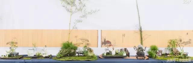 哪些野草适合微型盆景,小品盆景和微型盆景有区别吗