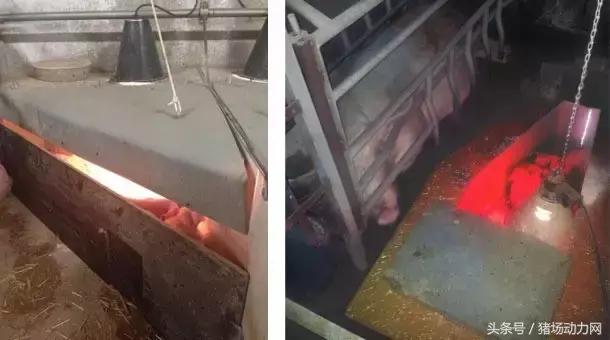 仔猪产多了咋办,第一窝仔猪为什么产的少