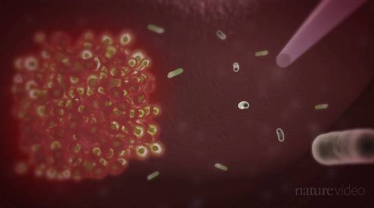 小苏打真的能饿死癌细胞吗,小苏打饿死癌细胞用法