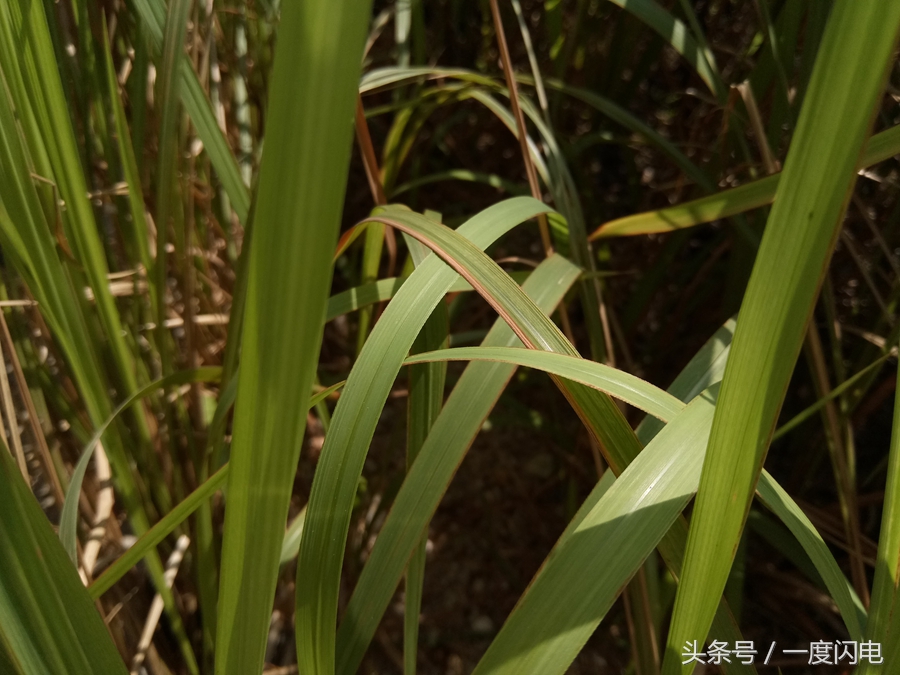 魅蓝手机u10,魅蓝u10白色