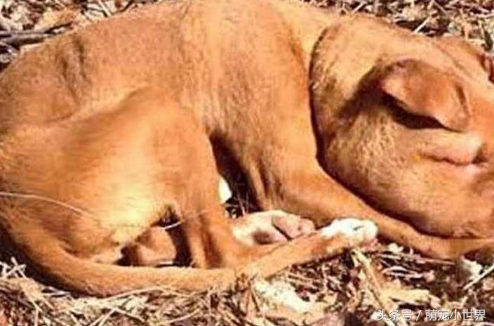 被虐待抛弃的狗,狗狗被遗弃楼顶饿得皮包骨