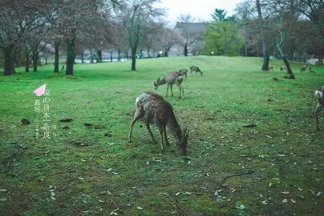 日本写给生活的情书,寄给时光的信件