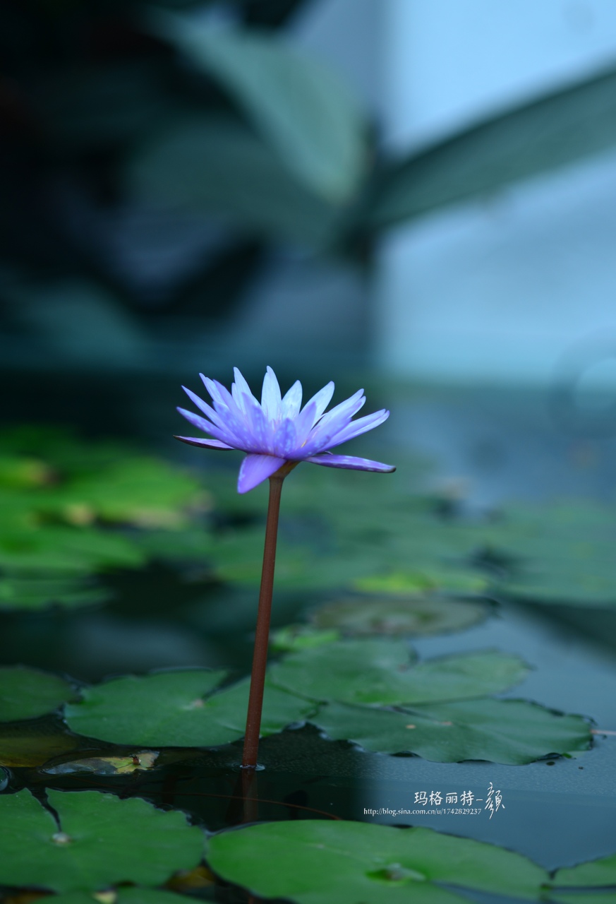 辰山植物园睡莲拍照,行摄洪湖荷花展