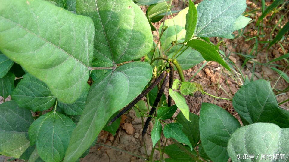 农业再发达，绿豆也要人工采摘，为啥呢？|阿兮随笔