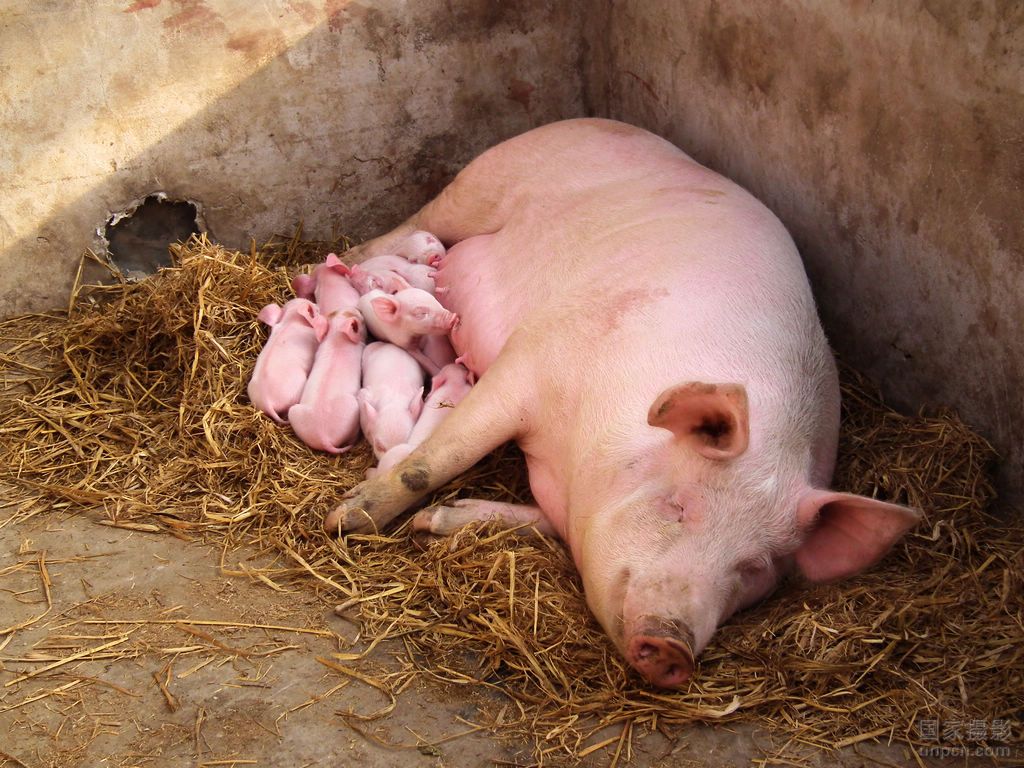 入冬猪预防哪些,猪低温的防治