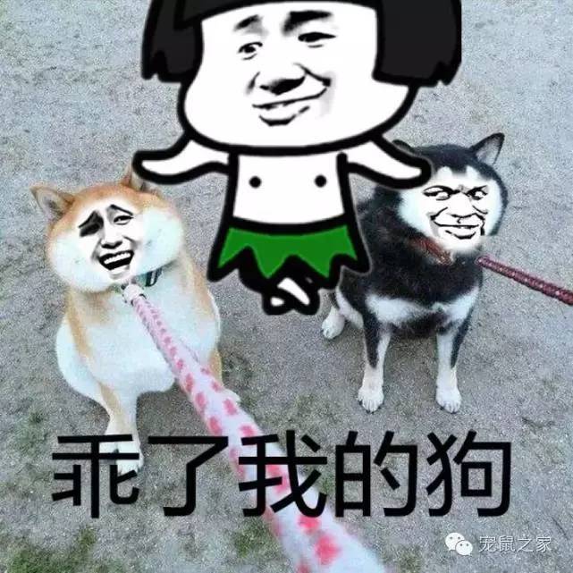 豚鼠各类饲养装备优缺点汇总之上篇