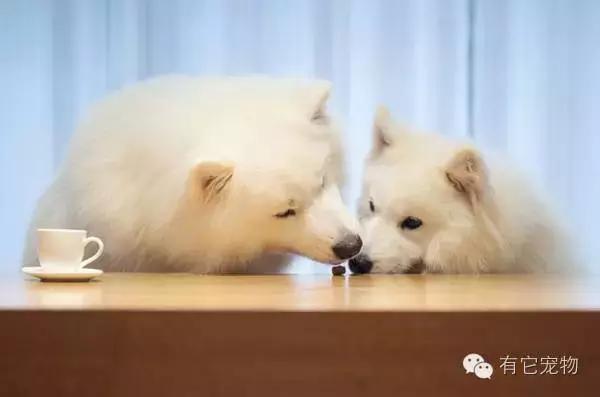 此生一定要养一只萨摩耶,相爱相杀的萨摩耶