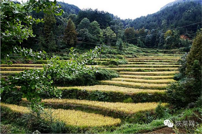 陕菜必吃榜第一名,中国最高端的陕菜