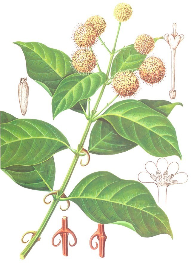 孕晚期清胎毒食谱大全,孕晚期吃什么祛湿去胎毒呢